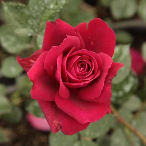 Rosa Bellevue ® - rojo - Árbol de Rosas Híbrido de Té - rosal de pie alto- forma de corona de tallo recto
